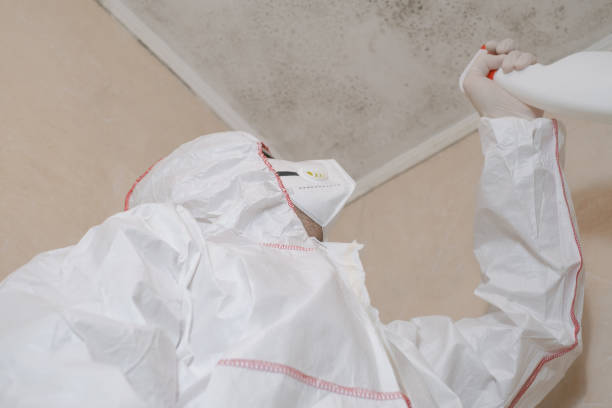 Best Emergency Mold Remediation in Bethany, WV