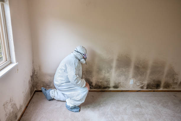 Best Localized Mold Remediation (e.g., coastal areas, humid climates) in Bethany, WV