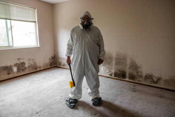 Best DIY Mold Remediation Support Services in Bethany, WV