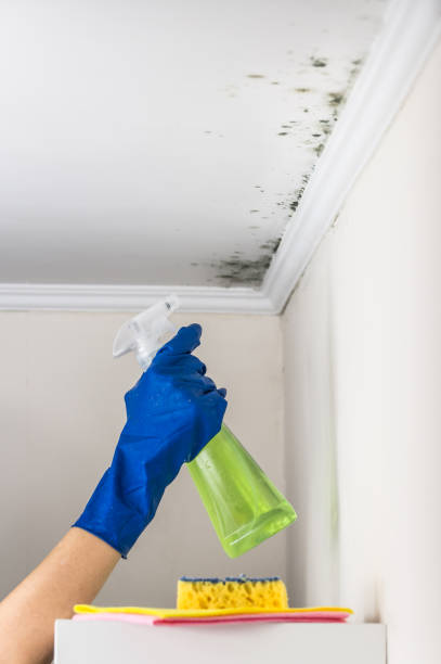 Best Post-Flood Mold Remediation in Bethany, WV